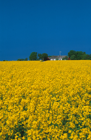 Fields of Raps 2 outside Helsingborg Skåne North West