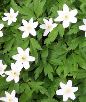Wood Anemones carpets large areas