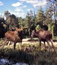 Moose Park in Sweden