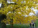 yellow leafs in autumn Kullen Hoganas