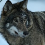 Wolf Photo:Skansen