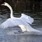 800px-swan