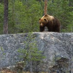 Bear Park In Dalarna